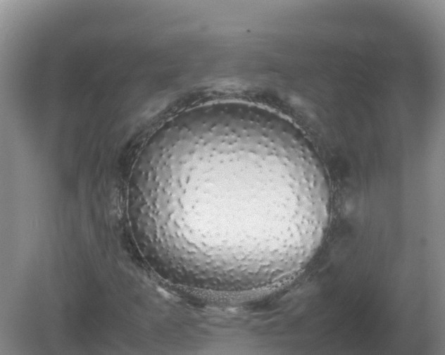 X0000081351253200701182037