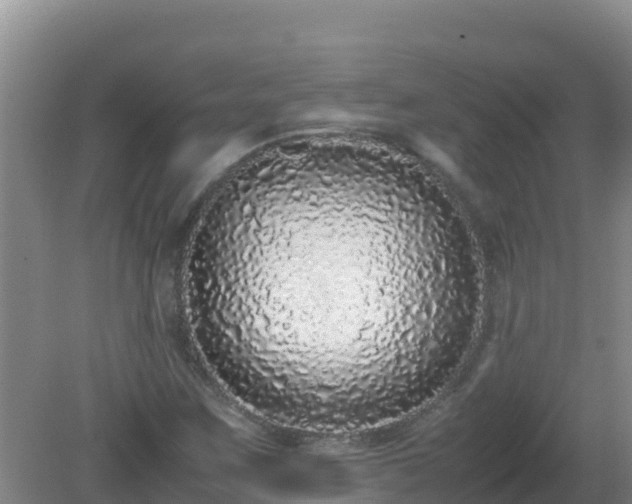 X0000081351259200701182037