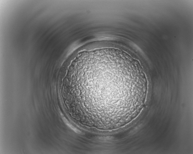 X0000081351417200701182035