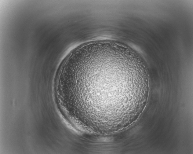 X0000081351423200701182035
