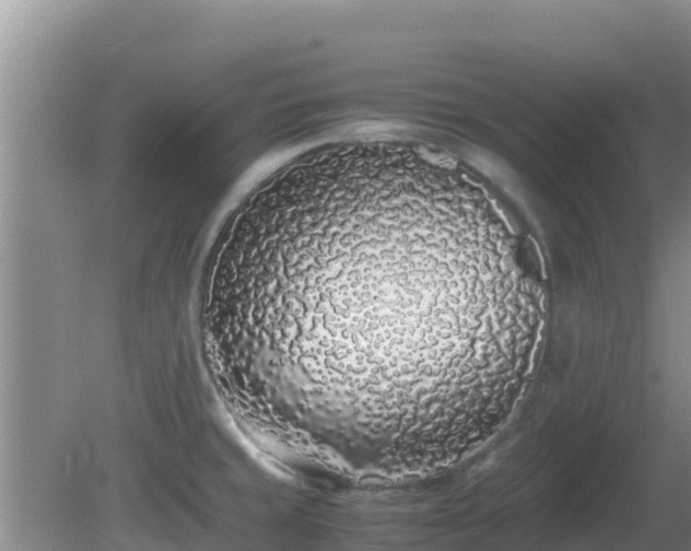 X0000081351429200701182035