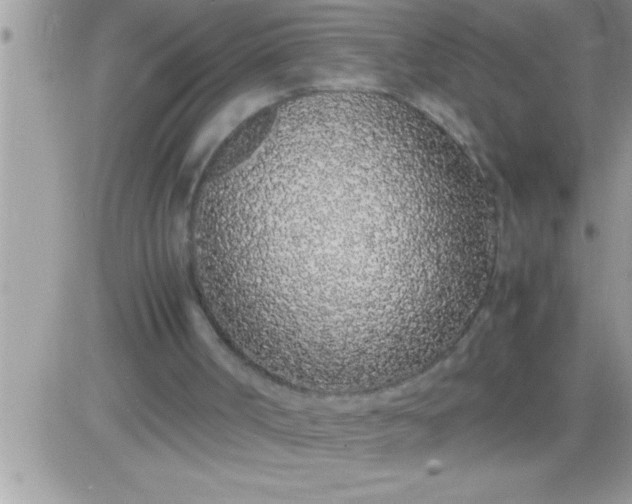 X0000081350002200701251936