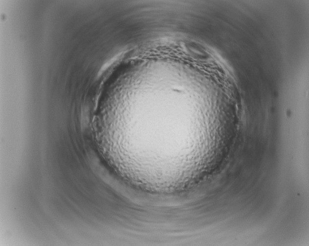 X0000081350010200701251935