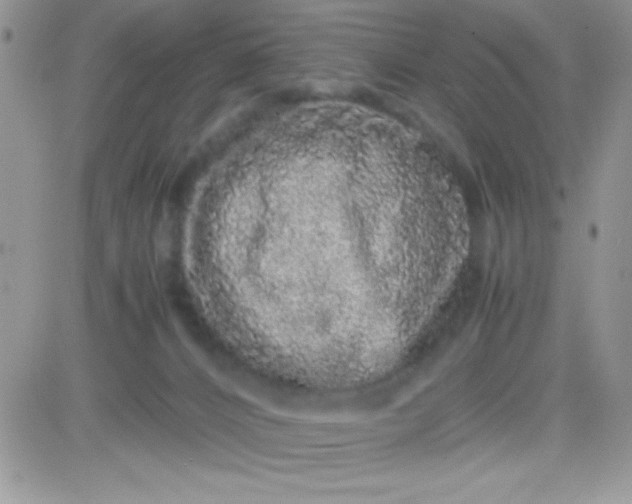 X0000081350032200701251935