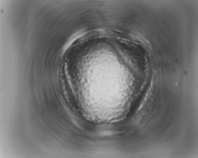 X0000081350051200701251934