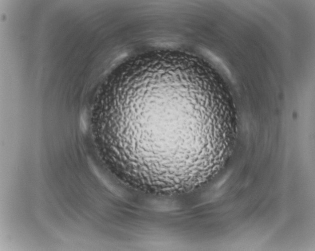 X0000081350069200701251934