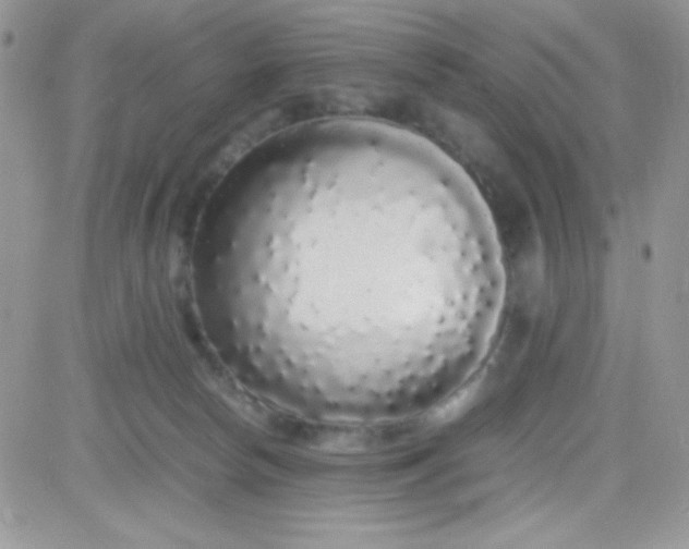 X0000081350178200701251933