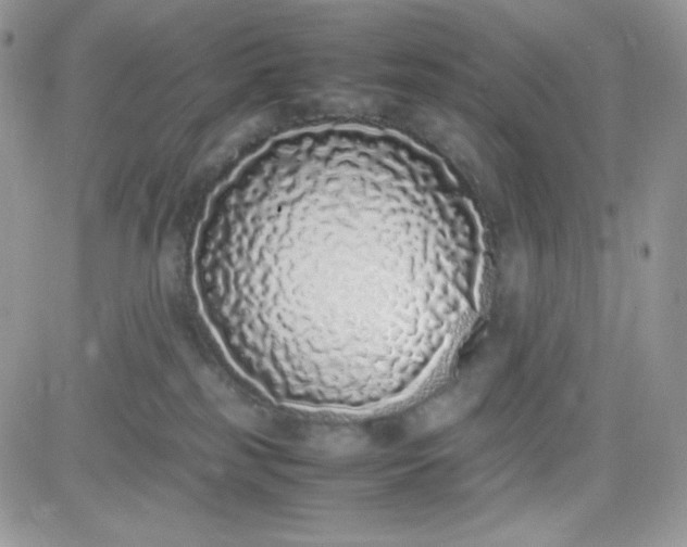 X0000081350185200701251933
