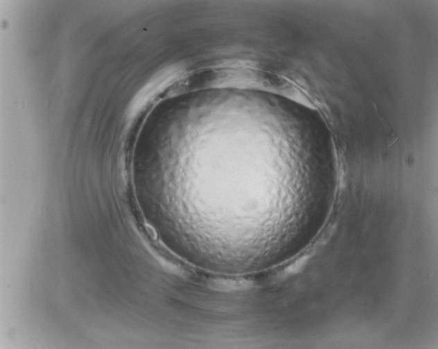 X0000081350245200701251931