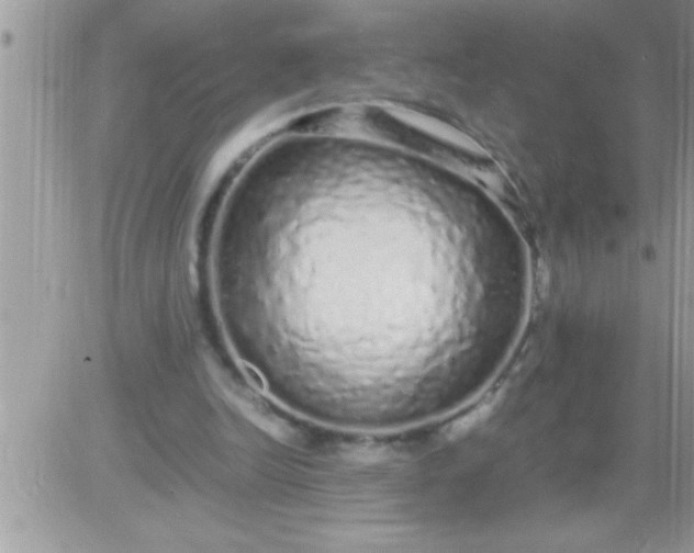 X0000081350246200701251931