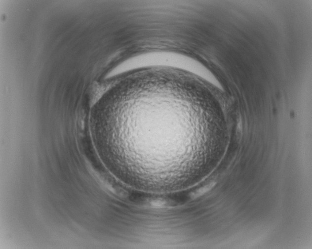 X0000081350264200701251931