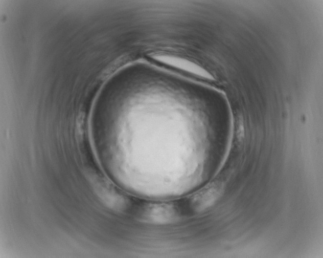 X0000081350275200701251931