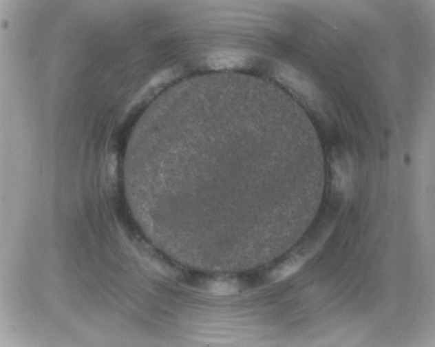 X0000081350308200701251930