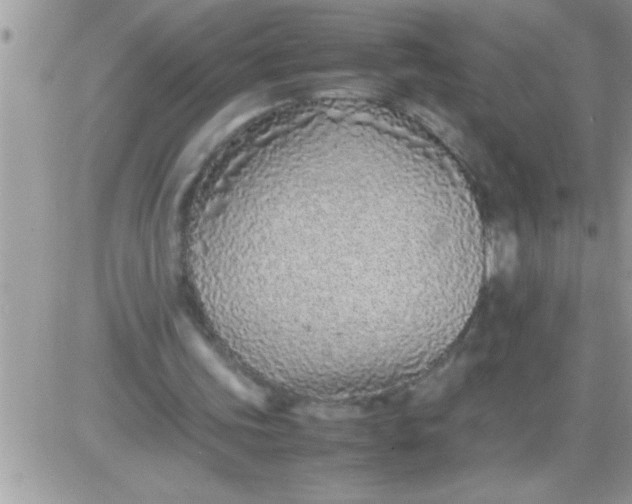 X0000081350339200701251929