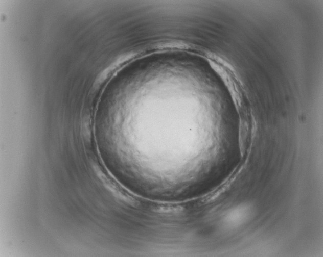 X0000081350345200701251929