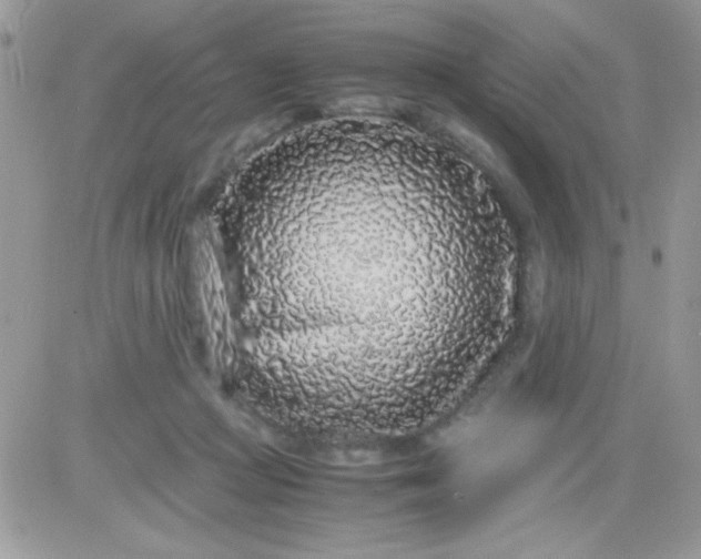 X0000081350361200701251930