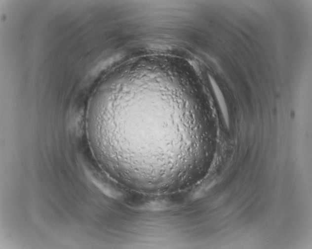 X0000081350364200701251930