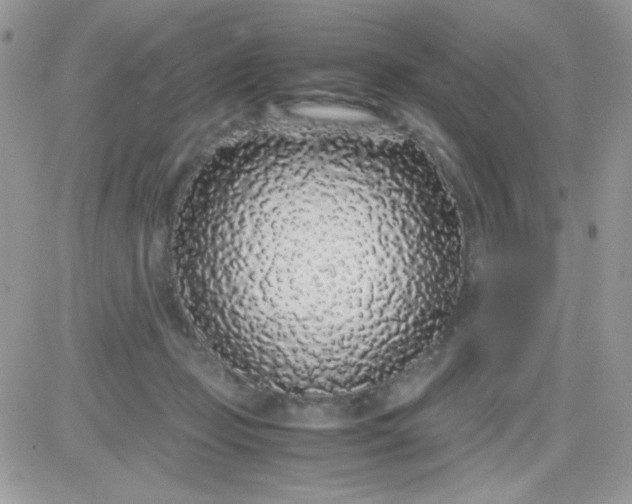 X0000081350365200701251930