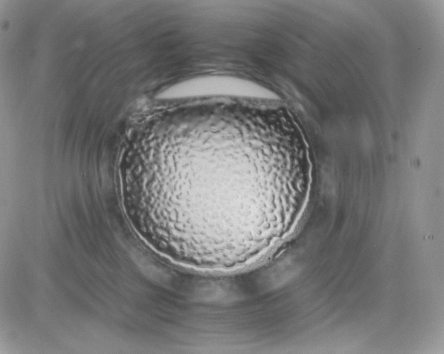 X0000081350377200701251930