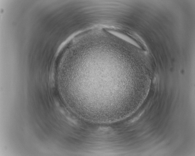 X0000081350388200701251929