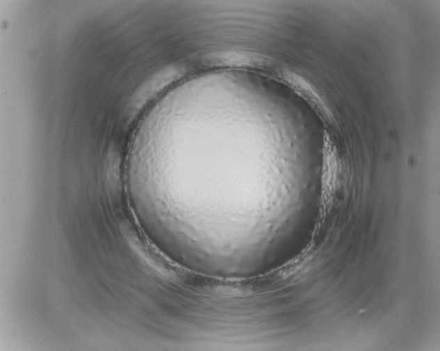 X0000081350394200701251929