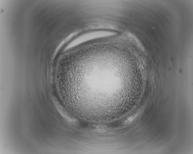X0000081350395200701251929
