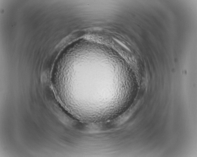 X0000081350425200701251929