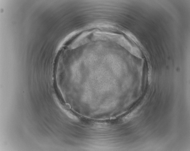 X0000081350438200701251928