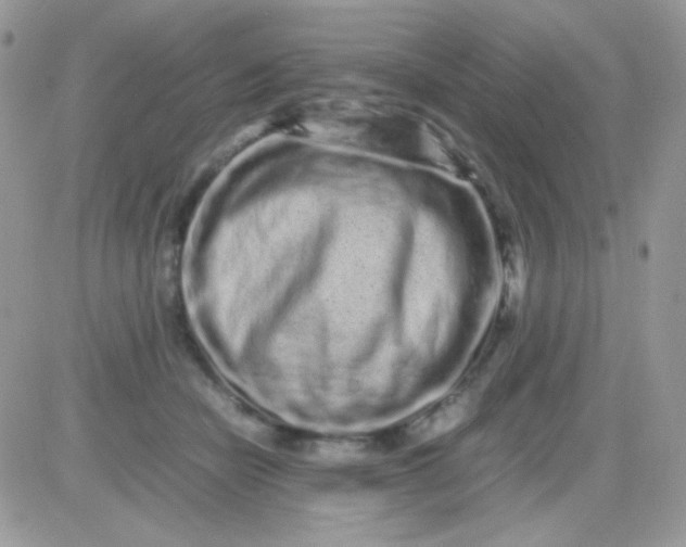 X0000081350462200701251928