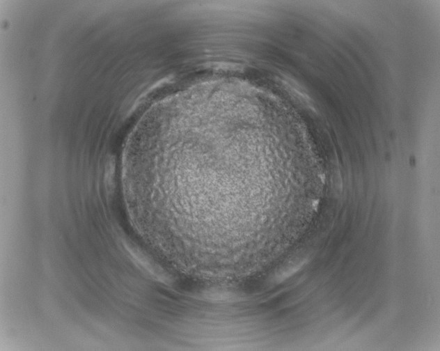 X0000081350550200701251926