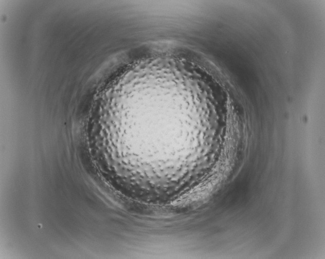 X0000081350601200701251926