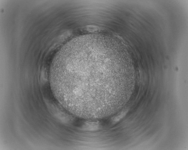 X0000081350606200701251926