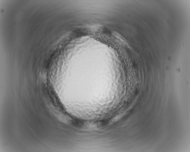 X0000081350613200701251926