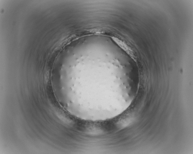 X0000081350652200701251925