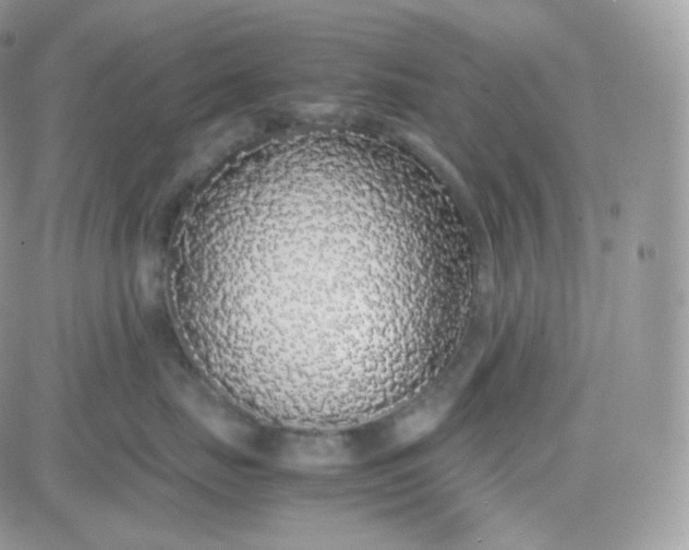 X0000081350671200701251925