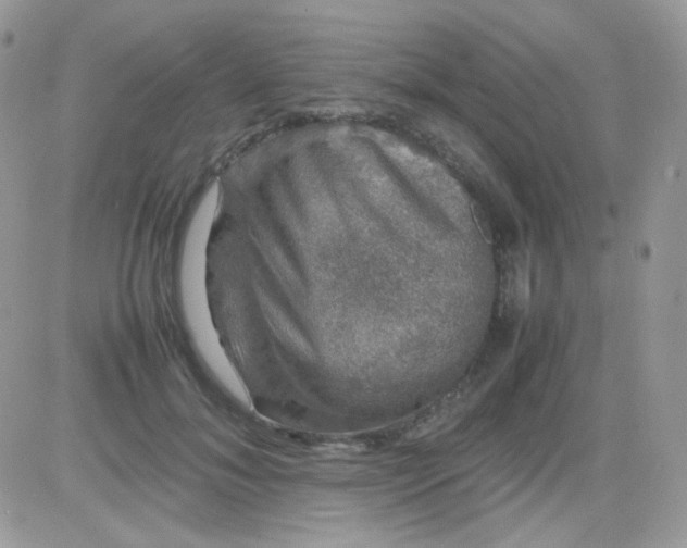 X0000081350700200701251924
