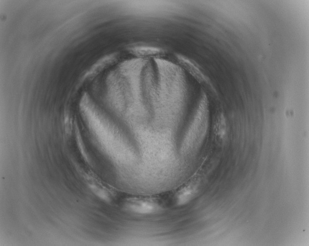X0000081350763200701251924