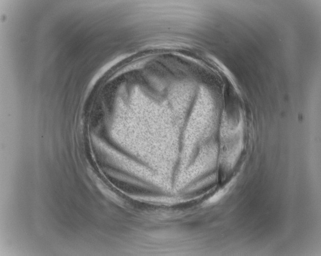 X0000081350779200701251923