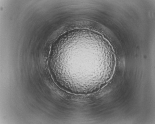 X0000081350819200701251921