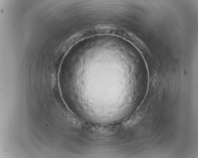 X0000081350821200701251921