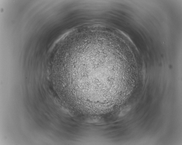 X0000081350823200701251921