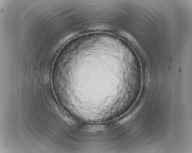 X0000081350833200701251922