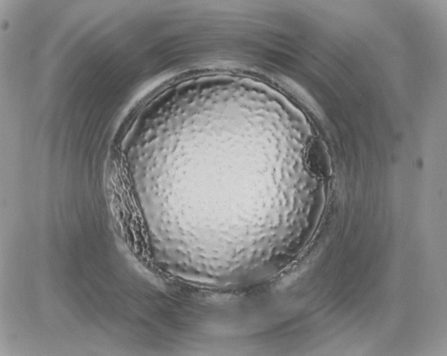 X0000081350839200701251922