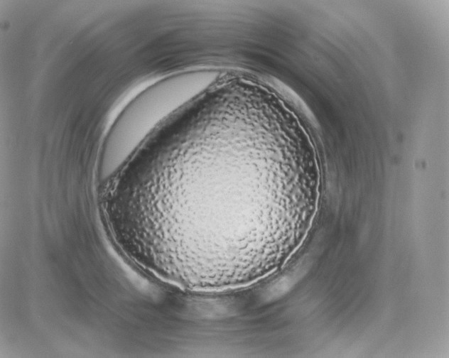 X0000081350855200701251922
