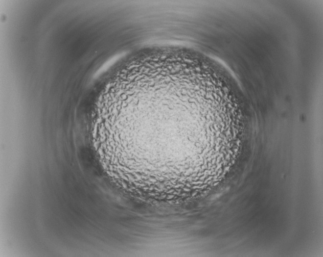 X0000081350871200701251921