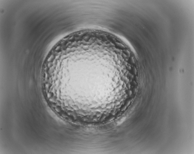 X0000081350903200701251921