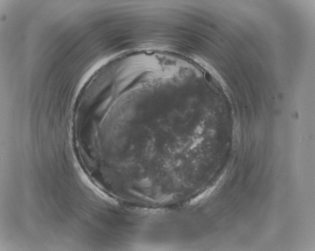 X0000081350941200701251920