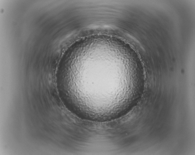X0000081350966200701251920