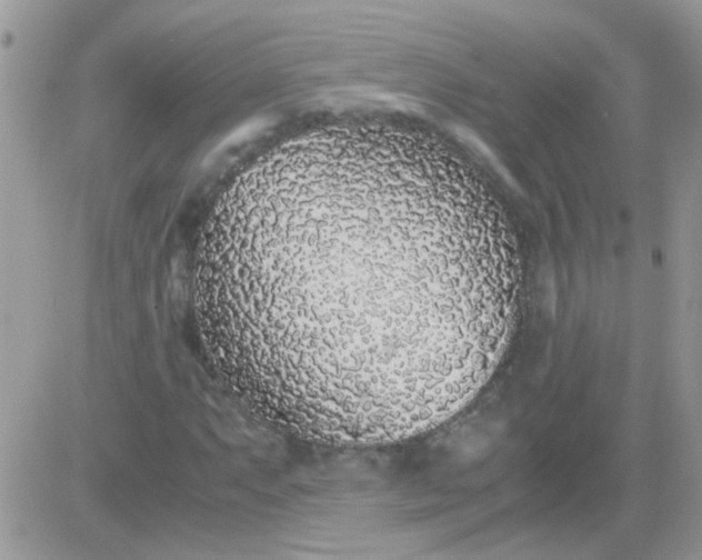 X0000081351063200701251918