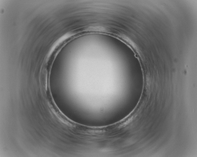 X0000081351123200701251917